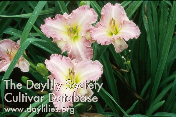 Daylily Antique Rose